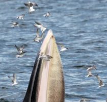 Whales In The Gulf Of Thailand Suddenly Started Feeding In A New Way. Researchers Then Found Ancient Texts Describing It