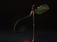 How To Live An Epicurean Life