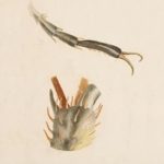 Beatrix Potter: Biological Illustrator, Entomologist, Mycologist, Sheep Farmer