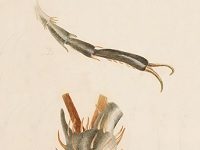 Beatrix Potter: Biological Illustrator, Entomologist, Mycologist, Sheep Farmer