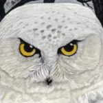 Is It Time To Rename The Audubon Society For This Bird Artist?