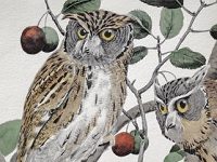 Maybe This Man, Not John James Audubon, Is The Painter Of Birds We Should Revere