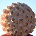 Elevating Papier-Mache To A High Art – With Animal Masks