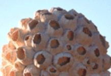 Elevating Papier-Mache To A High Art – With Animal Masks