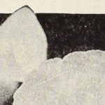 Forget Bromances – Female Literary Friendships Are In