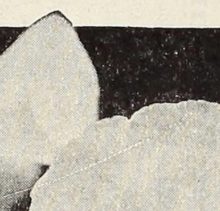 Forget Bromances – Female Literary Friendships Are In