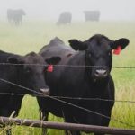 Temple Grandin: We Should Think Of AI In Concrete Terms