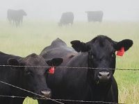 Temple Grandin: We Should Think Of AI In Concrete Terms