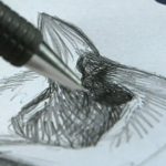 Drawing Birds Can Change Your Life