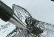 Drawing Birds Can Change Your Life