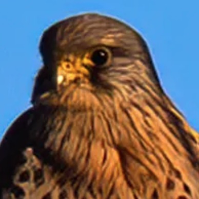 How Global Investment Firm KKR Is Making Public Libraries Far Worse