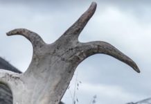 Microfossils Like Shark Teeth Are Changing Our Climate Change Planning