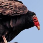 The Vulture Capitalists Who Now Own Simon And Schuster