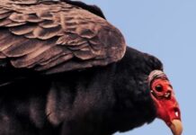 The Vulture Capitalists Who Now Own Simon And Schuster