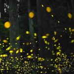 ‘N Sync: Dance And The Communication Between Bodies