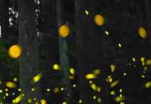 ‘N Sync: Dance And The Communication Between Bodies