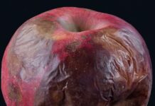 The Sad Real Reason Apple Bought Tiny BIS, The Classical Label