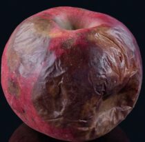 The Sad Real Reason Apple Bought Tiny BIS, The Classical Label