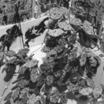 Let Them Eat Cake, Biscuits, And The History Of Art