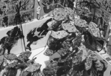 Let Them Eat Cake, Biscuits, And The History Of Art