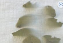 A Critic, His Experiences, His Aesthetic