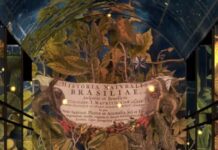 So Were The Book Of Kells Illuminator Monks On Mushrooms Or What?