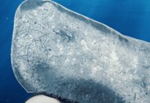 The People Who Love A 24-Hour Marathon Reading Of Moby Dick