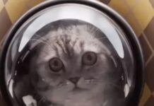 Why Do Taylor Swift Fans Think She Wrote A Mystery In Her Free Time?