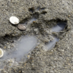 Chicago, And Its Artists, Are Obsessed With The So-Called Rat Hole