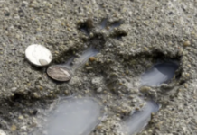 Chicago, And Its Artists, Are Obsessed With The So-Called Rat Hole