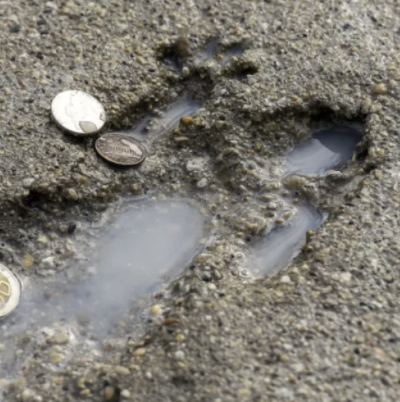 Chicago, And Its Artists, Are Obsessed With The So-Called Rat Hole