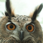 New Yorkers Want A Flaco The Owl Statue