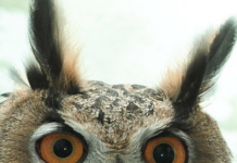 New Yorkers Want A Flaco The Owl Statue