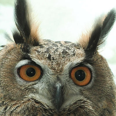 New Yorkers Want A Flaco The Owl Statue