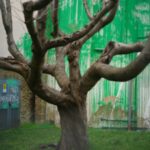 Banksy Tree Mural Defaced With White Paint Days After It Appeared