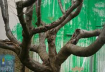 Banksy Tree Mural Defaced With White Paint Days After It Appeared