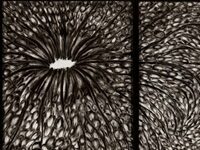 Finally, Some Good News For Orlando Museum of Art: A Major Gift Of Artworks