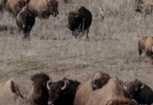 The States Driving Hollywood Incentives Ever Higher