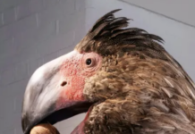 Colleges Are Adding ‘Value’ With Massive Museum Expansions