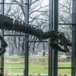 Natural History Museums Get A Redesign