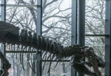 Natural History Museums Get A Redesign