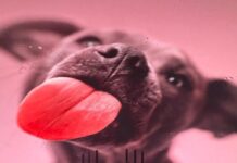 Mind Blown: The Vegas Sphere As Experience