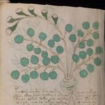 Is The Voynich Manuscript, Undeciphered For 600 Years, Actually About Gynecology?