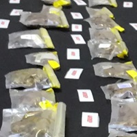 Turkey Arrests Curator At American Museum Of Natural History For Allegedly Smuggling Dead Spiders And Scorpions