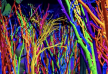 Is Los Angeles Ready For Meow Wolf?