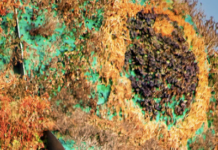 Workers At Glenstone Museum In Maryland Have Decided To Unionize