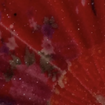 Parsons Students Withdraw From BFA Exhibition As They Pressure New School To Divest