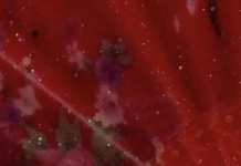 Parsons Students Withdraw From BFA Exhibition As They Pressure New School To Divest