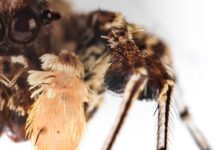 What, Actually, Is Intelligence? Just A Label?