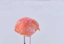 AI Photography Contest Falls Apart When Winner Is Revealed To Be Human